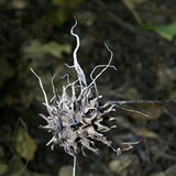 Xylaria liquidambar image