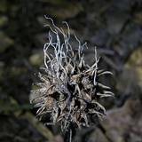 Xylaria liquidambar image