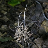Xylaria liquidambar image
