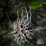 Xylaria liquidambar image