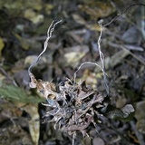 Xylaria liquidambar image