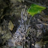 Xylaria liquidambar image