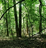 Xylaria liquidambar image