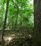Xylaria liquidambar image