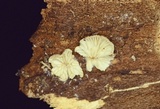 Clitopilus hobsonii image