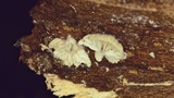 Clitopilus hobsonii image