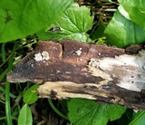 Clitopilus hobsonii image