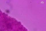 Clitopilus hobsonii image