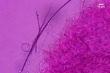 Clitopilus hobsonii image