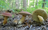 Xanthoconium purpureum image