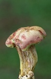 Boletus patrioticus image