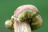 Boletus patrioticus image
