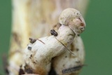 Boletus patrioticus image