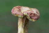 Boletus patrioticus image