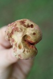 Boletus patrioticus image