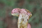 Boletus patrioticus image