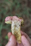 Boletus patrioticus image