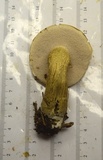 Tylopilus felleus image