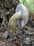 Tylopilus felleus image