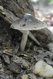 Amanita brunnescens image