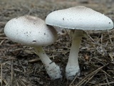 Agaricus vinosobrunneofumidus image