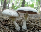 Agaricus vinosobrunneofumidus image