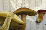 Xanthoconium purpureum image