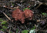 Ramaria botrytis image