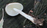Limacella illinita image