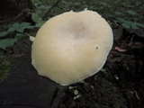 Pleurotus dryinus image