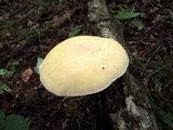 Pleurotus dryinus image