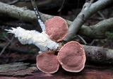 Hapalopilus nidulans image