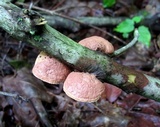 Hapalopilus rutilans image