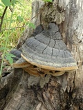 Phellinus igniarius image