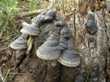 Phellinus igniarius image