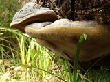 Phellinus igniarius image