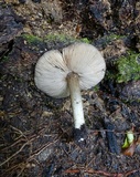 Pluteus atromarginatus image