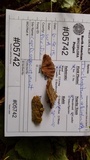 Trichaptum abietinum image