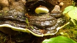 Fomitopsis mounceae image