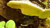 Fomitopsis mounceae image