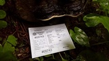 Fomitopsis mounceae image