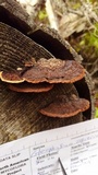 Gloeophyllum sepiarium image