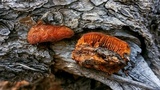 Gloeophyllum sepiarium image