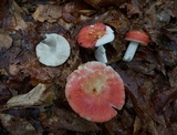 Russula rugulosa image