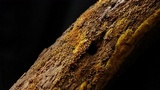 Hypoxylon rubiginosum image
