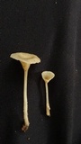 Gerronema subclavatum image