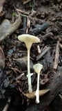 Gerronema subclavatum image