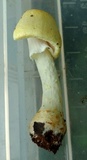 Agaricus auricolor image