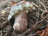 Boletus subcaerulescens image