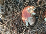 Boletus subcaerulescens image